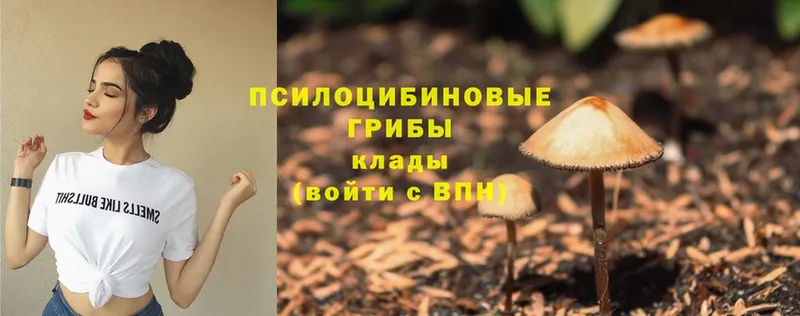 Галлюциногенные грибы Psilocybe  Светогорск 